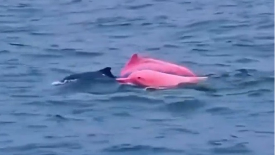 Pembe yunuslar heyecan yarattı