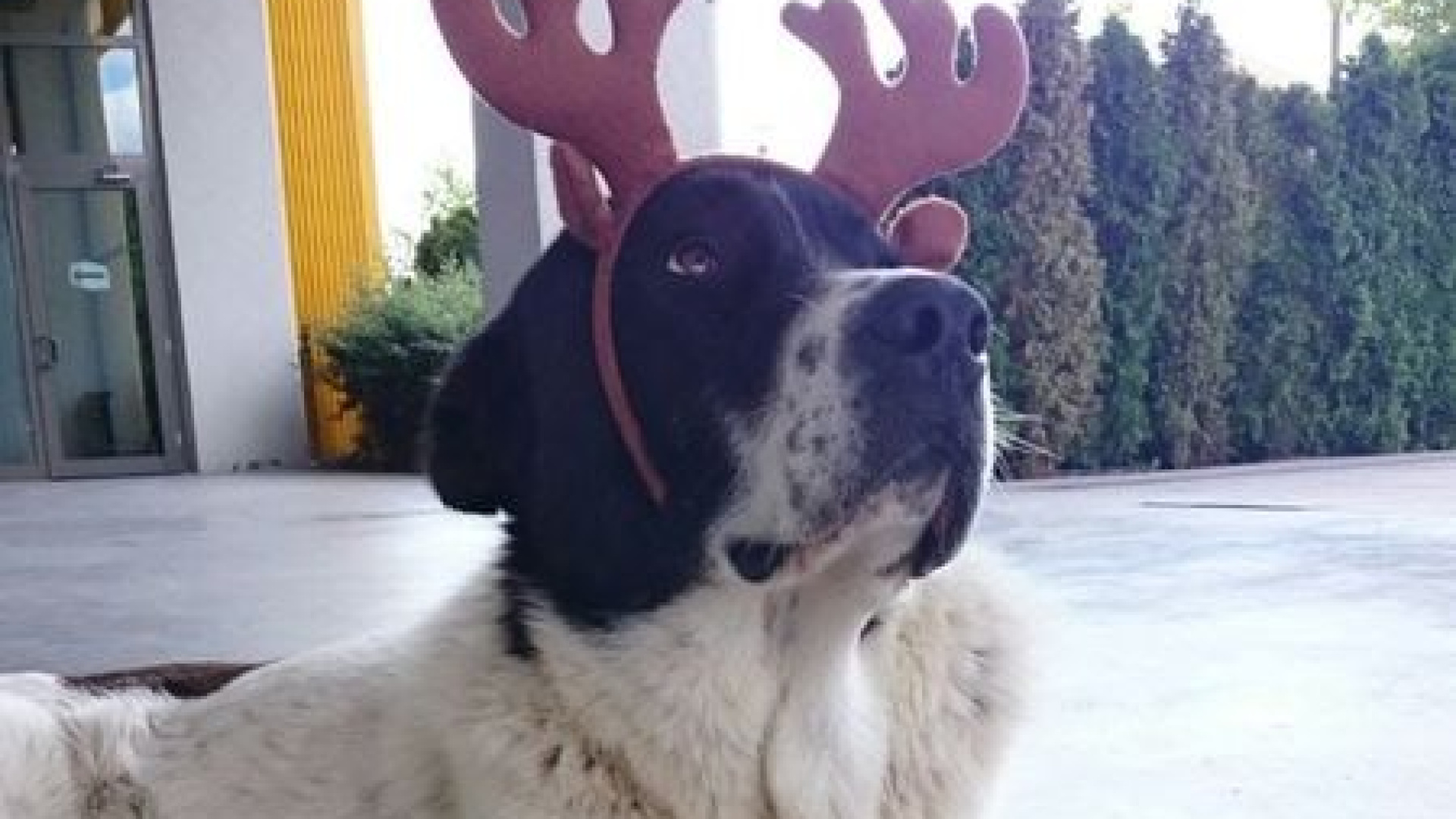 Son dakika: Ankara haberleri: Sokak köpeği Matmazel'in metroda darp edildiği iddiasına soruşturma başlatıldı! | Son dakika haberleri