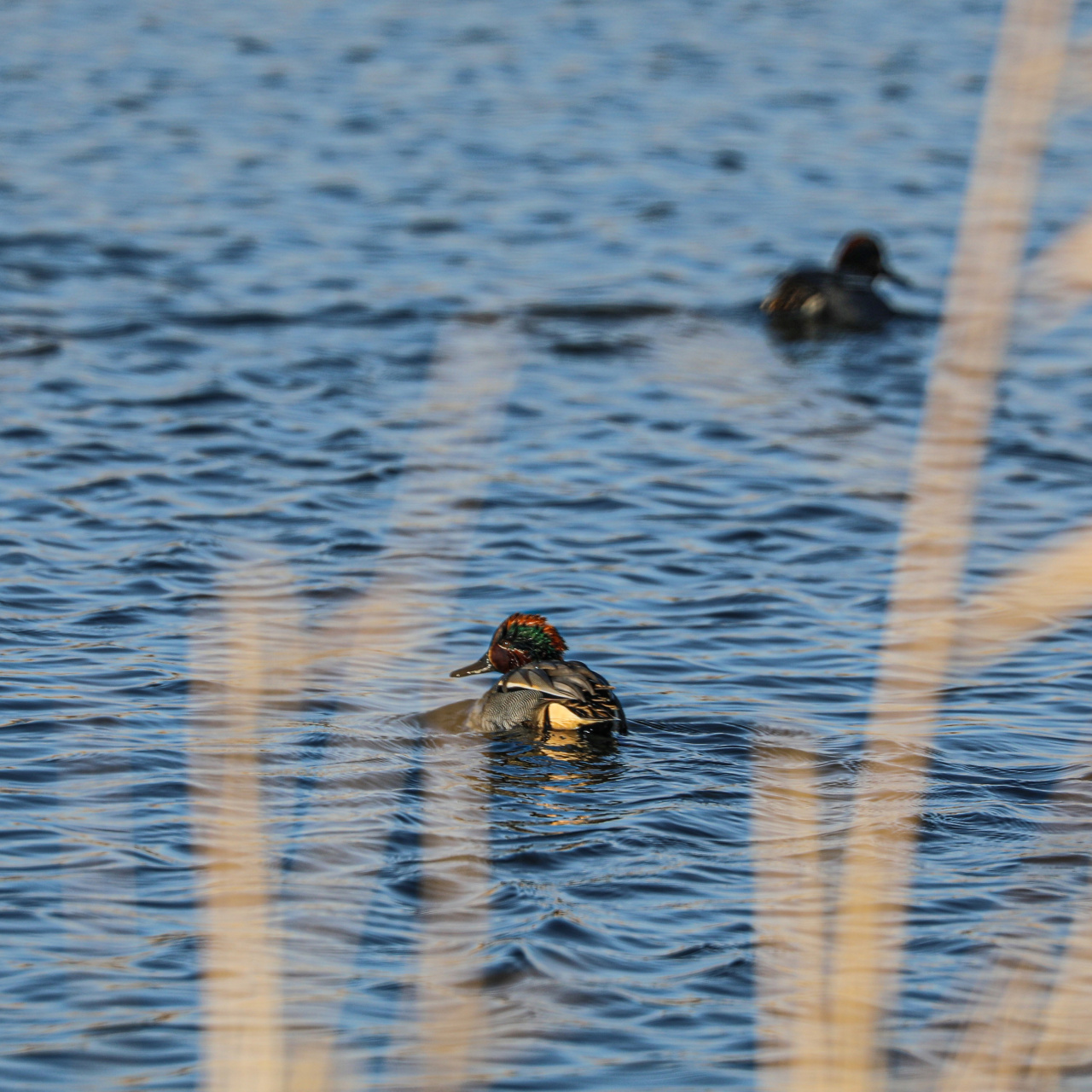Dondurucu soğuklara rağmen burada 35 tür yaşıyor