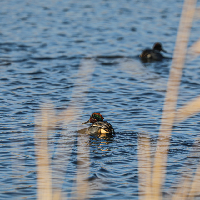 Dondurucu soğuklara rağmen burada 35 tür yaşıyor