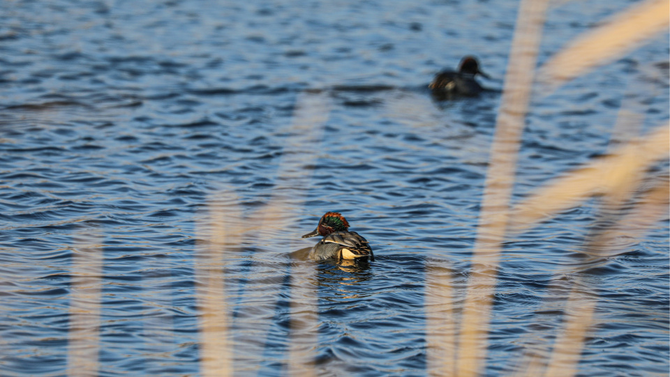 Dondurucu soğuklara rağmen burada 35 tür yaşıyor