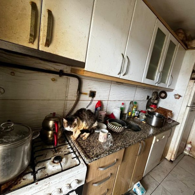 Koku ortaya çıkardı! 38 köpek ve 17 kedi...