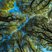 Ağaçlar nasıl birbirleriyle konuşurlar?