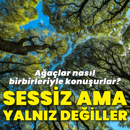 Ağaçlar nasıl birbirleriyle konuşurlar?
