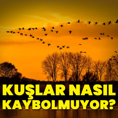 Kuşlar nasıl kaybolmuyor?