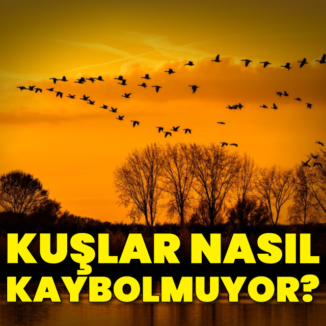 Kuşlar nasıl kaybolmuyor?