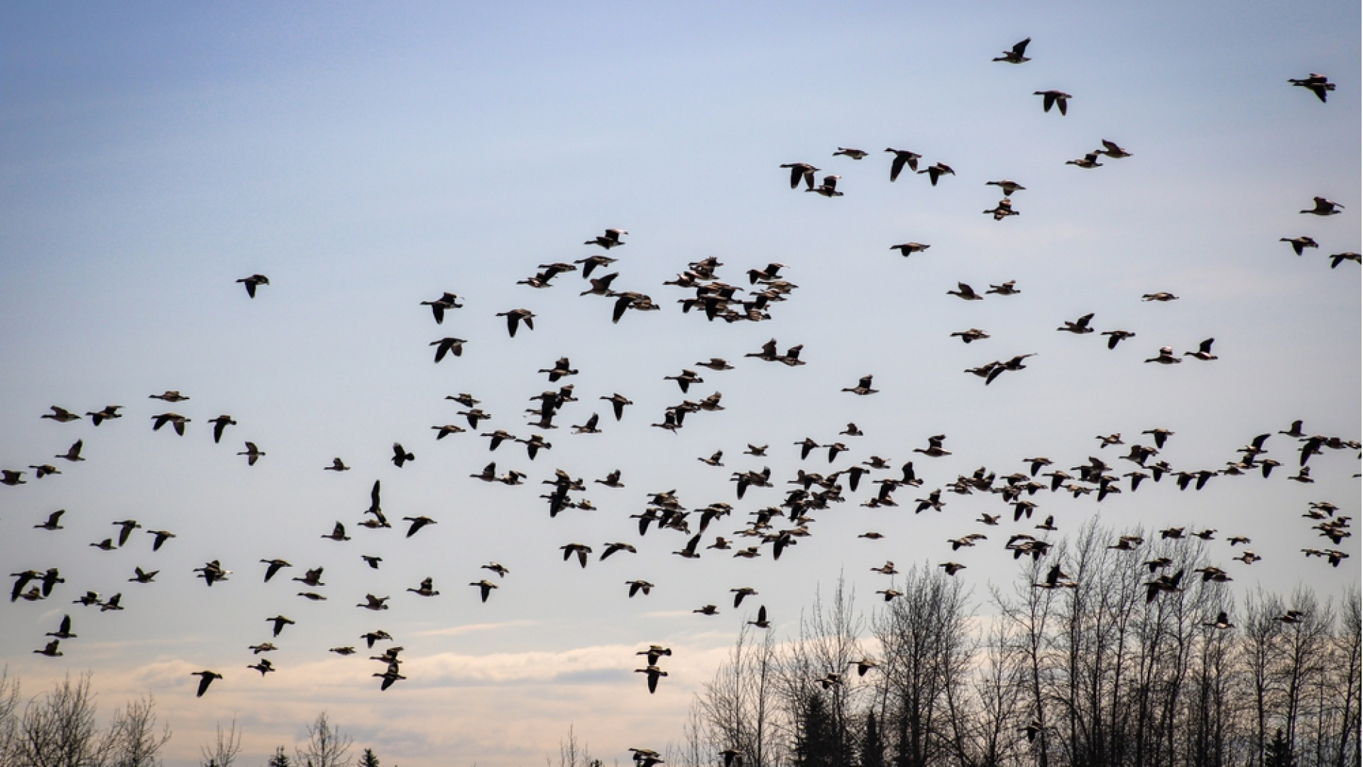 Yıldızlar, manyetik alan ve içgüdü: Kuşlar nasıl kaybolmuyor?