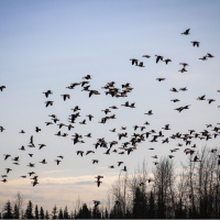 Kuşlar nasıl kaybolmuyor?