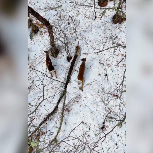 Ormanlık alanda beslenirken görüntülendiler