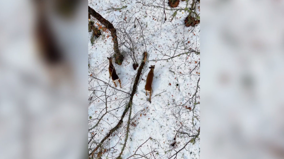 Ormanlık alanda beslenirken görüntülendiler