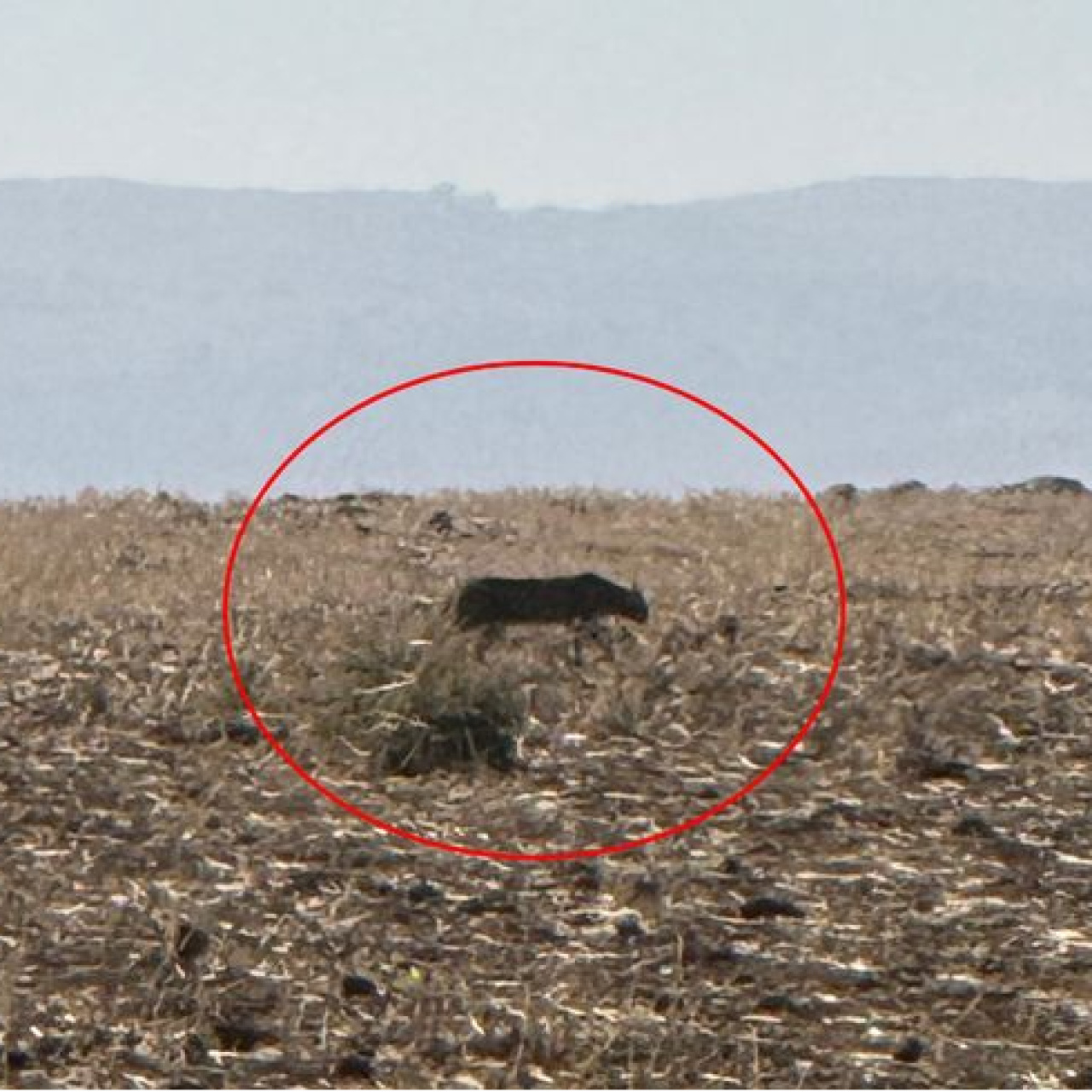 Bu kez Şırnak'ta görüntülendi