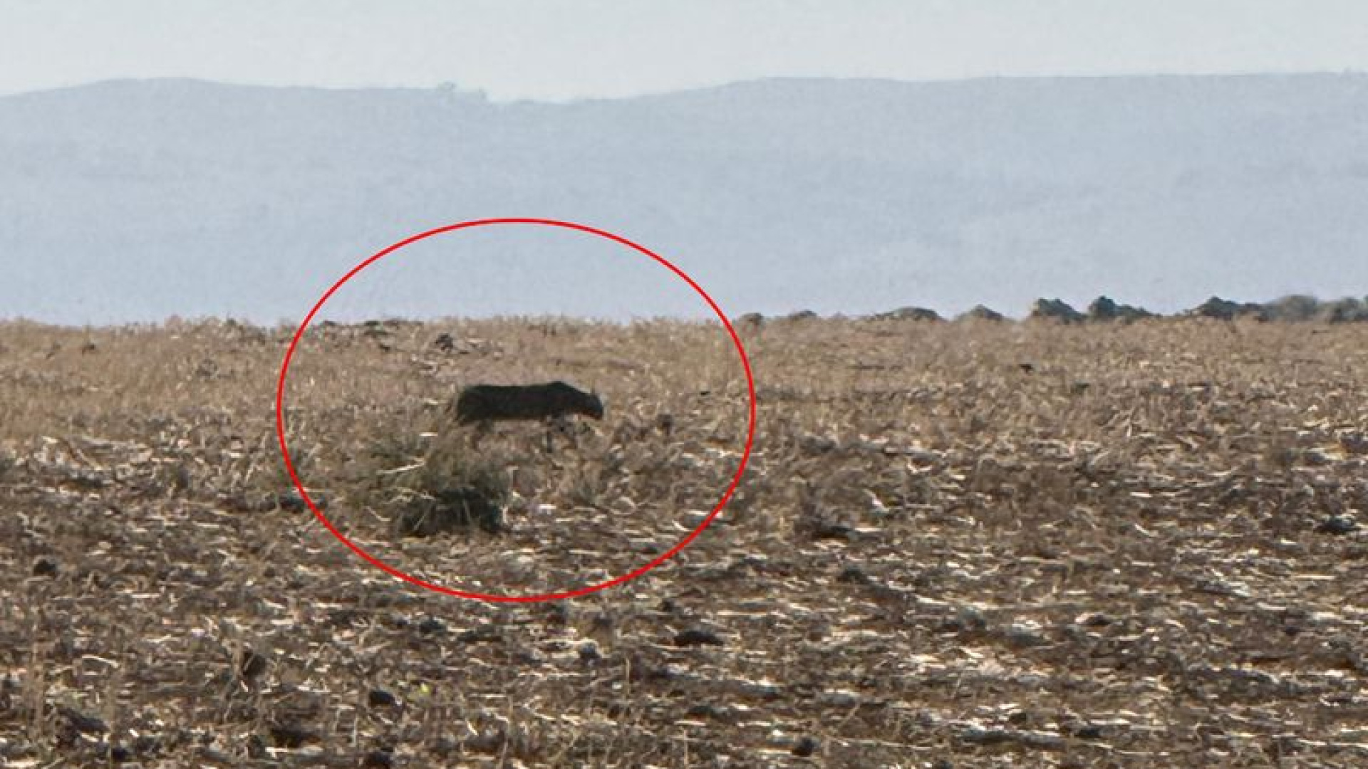 Anadolu parsı, bu kez Şırnak'ta görüntülendi