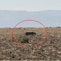 Bu kez Şırnak'ta görüntülendi