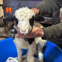 1 haftalık kuzuya evde bebek gibi bakıyorlar