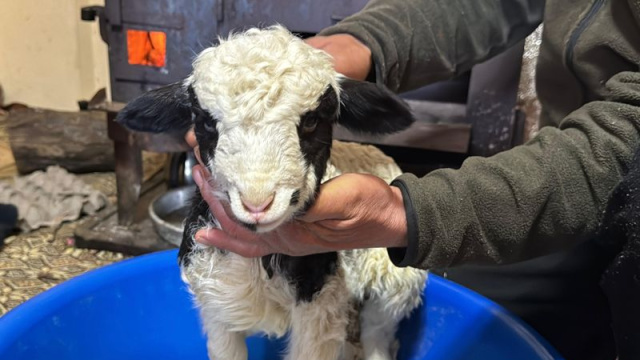 1 haftalık kuzuya evde bebek gibi bakıyorlar