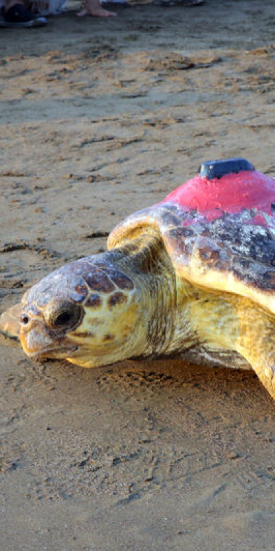Caretta Tuba'dan 2. dünya turunda 10 bin km!