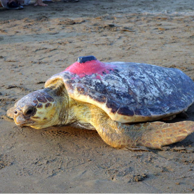 Caretta Tuba'dan 2. dünya turunda 10 bin km!