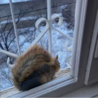 Aç kalan sincaplar mahalleliye misafir oluyor