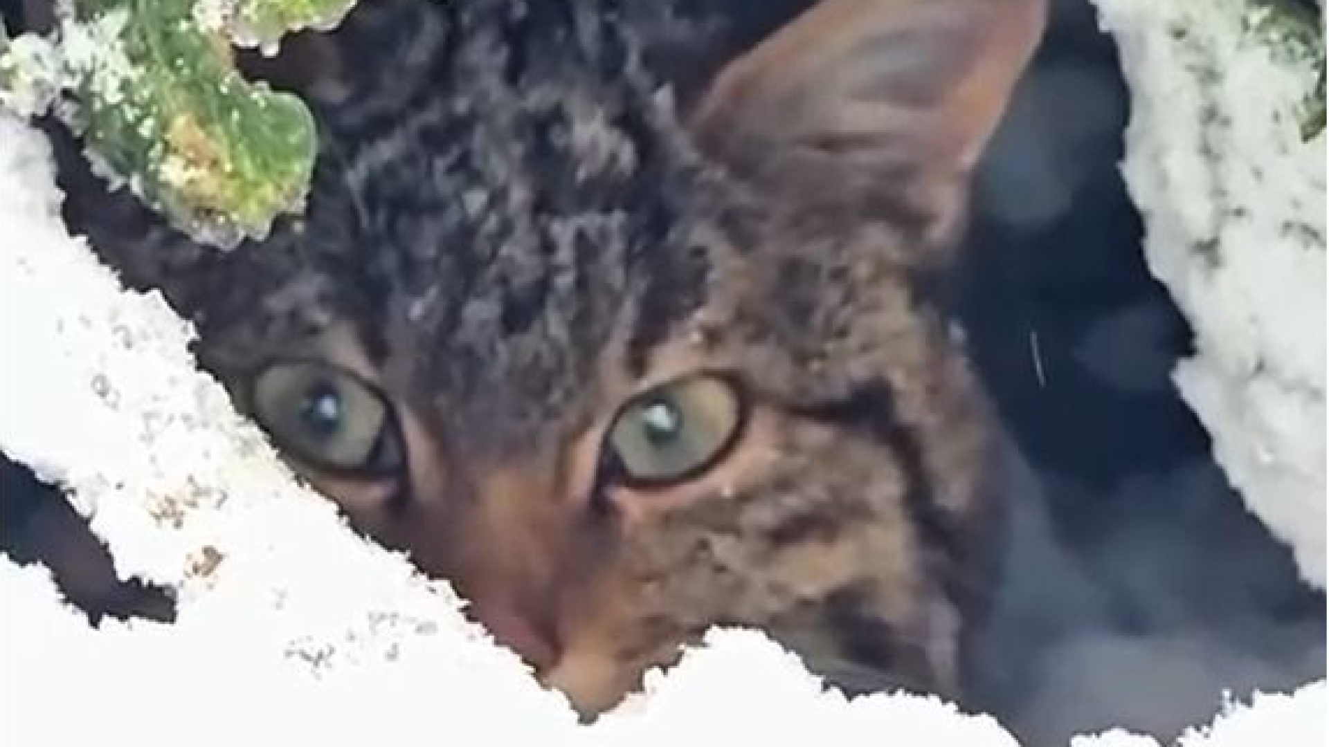 Bolu'da yaban kedisi görüntülendi