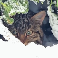 Karlar içinde gizlenirken görüntülendi