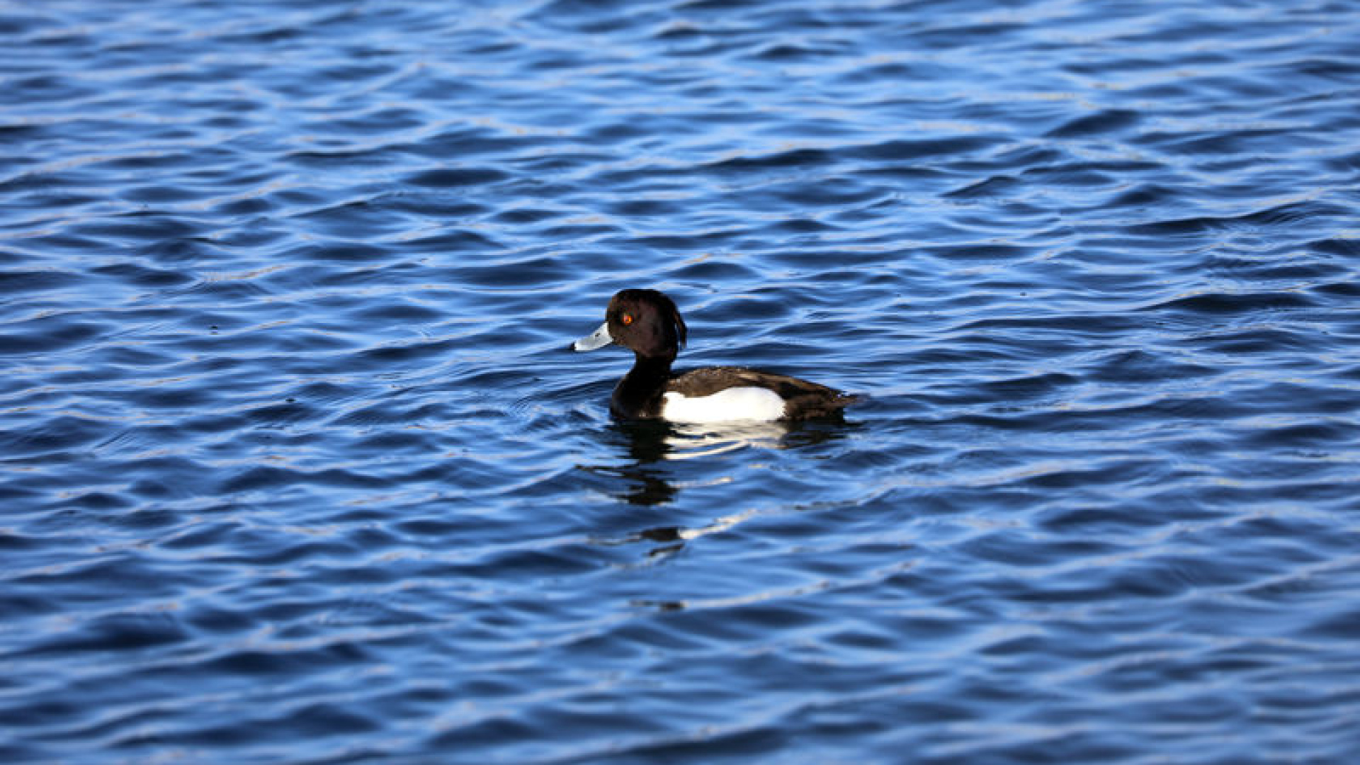 Doğada nadir görülen 3 kuş türü Ağrı Dağı'nda kayıt altına alındı