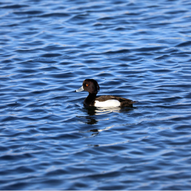 Ağrı Dağı'nın eteklerinde! Doğada nadir görülüyor