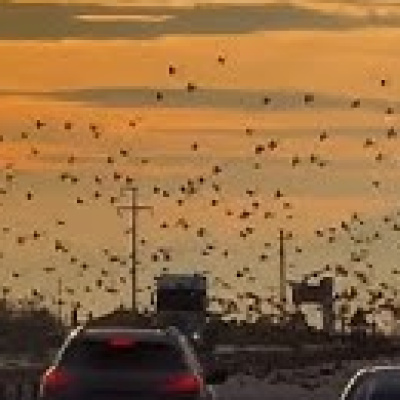 Kuşların büyüleyici dansı!