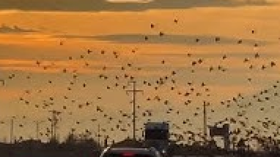 Kuşların büyüleyici dansı!