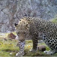 Anadolu parsına zarar verene rekor ceza!