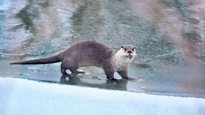 Muş ve Ağrı'da görüntülendiler