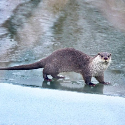 Muş ve Ağrı'da görüntülendiler