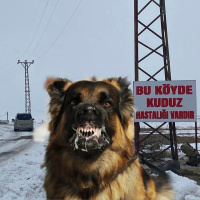 Alınan numunede kuduz çıktı! Köy karantinada!