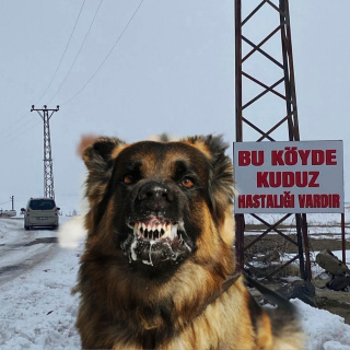 Alınan numunede kuduz çıktı! Köy karantinada!