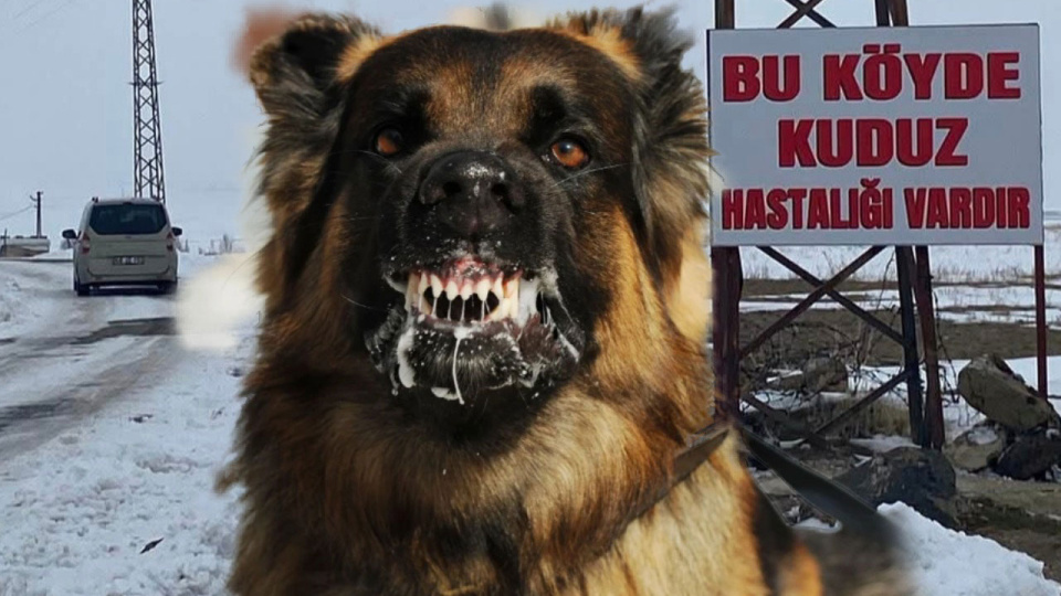 Alınan numunede kuduz çıktı! Köy karantinada!