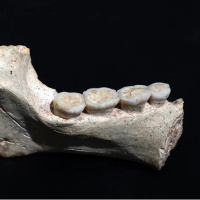 İnsanlık tarihini yeniden yazan 773 bin yıllık keşif!