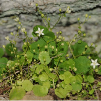 Literatüre girdi! Dünyada sadece o ilçemizde...