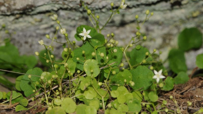 Literatüre girdi! Dünyada sadece o ilçemizde...