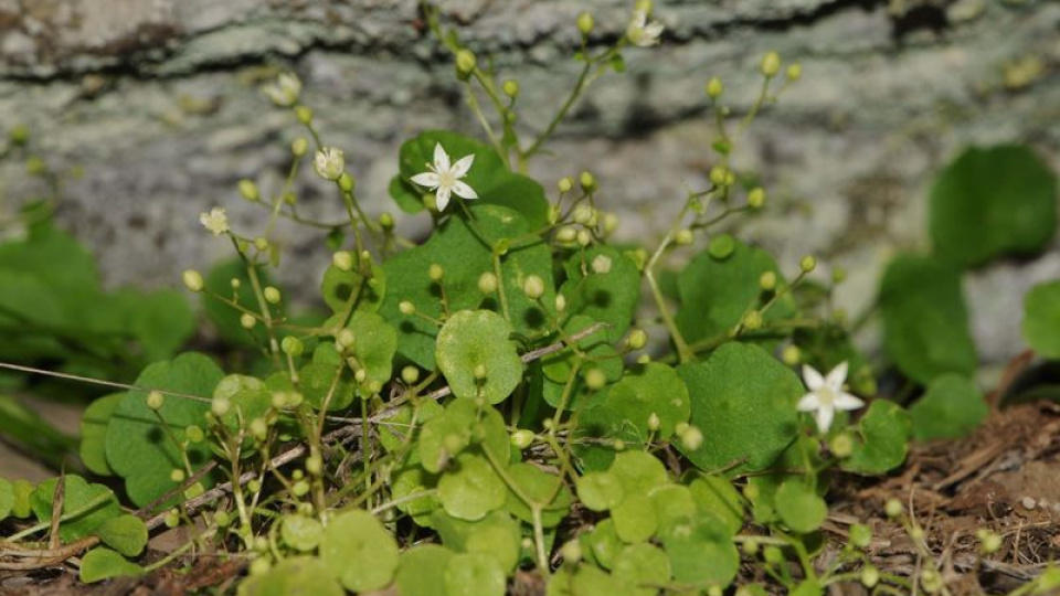 Literatüre girdi! Dünyada sadece o ilçemizde...
