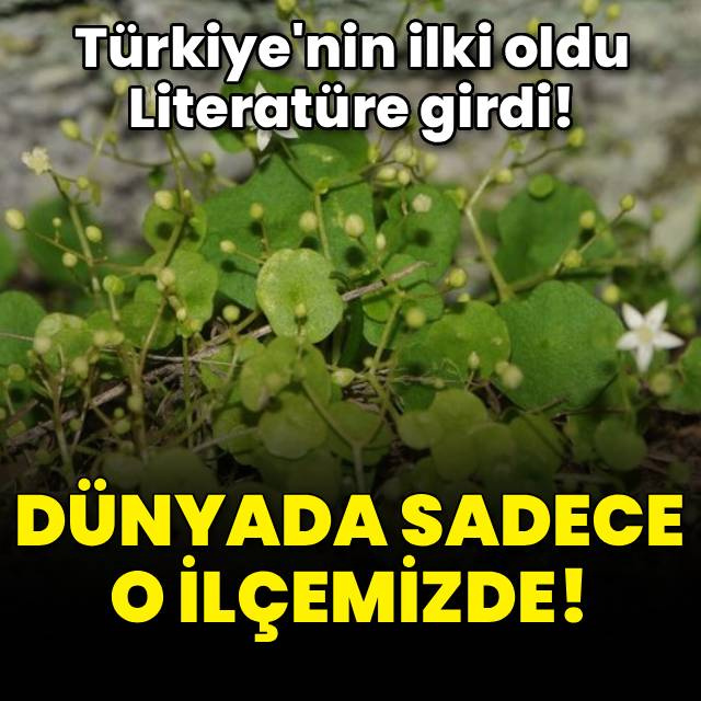 Literatüre girdi! Dünyada sadece o ilçemizde...
