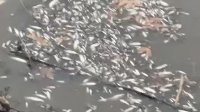 Yeşilırmak'ta çok sayıda balık öldü!