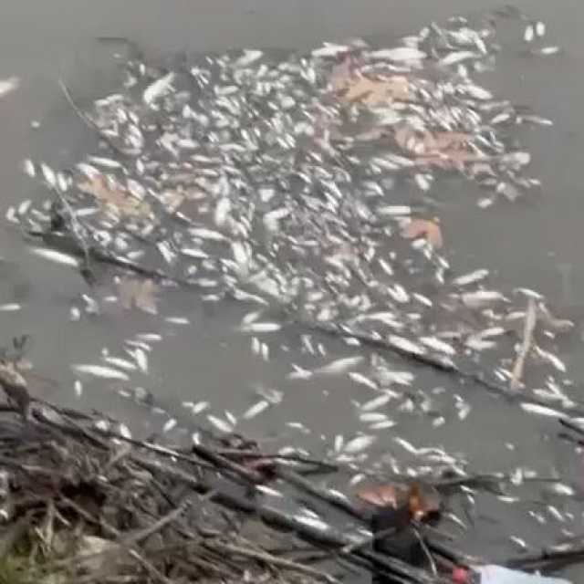 Yeşilırmak'ta çok sayıda balık öldü!