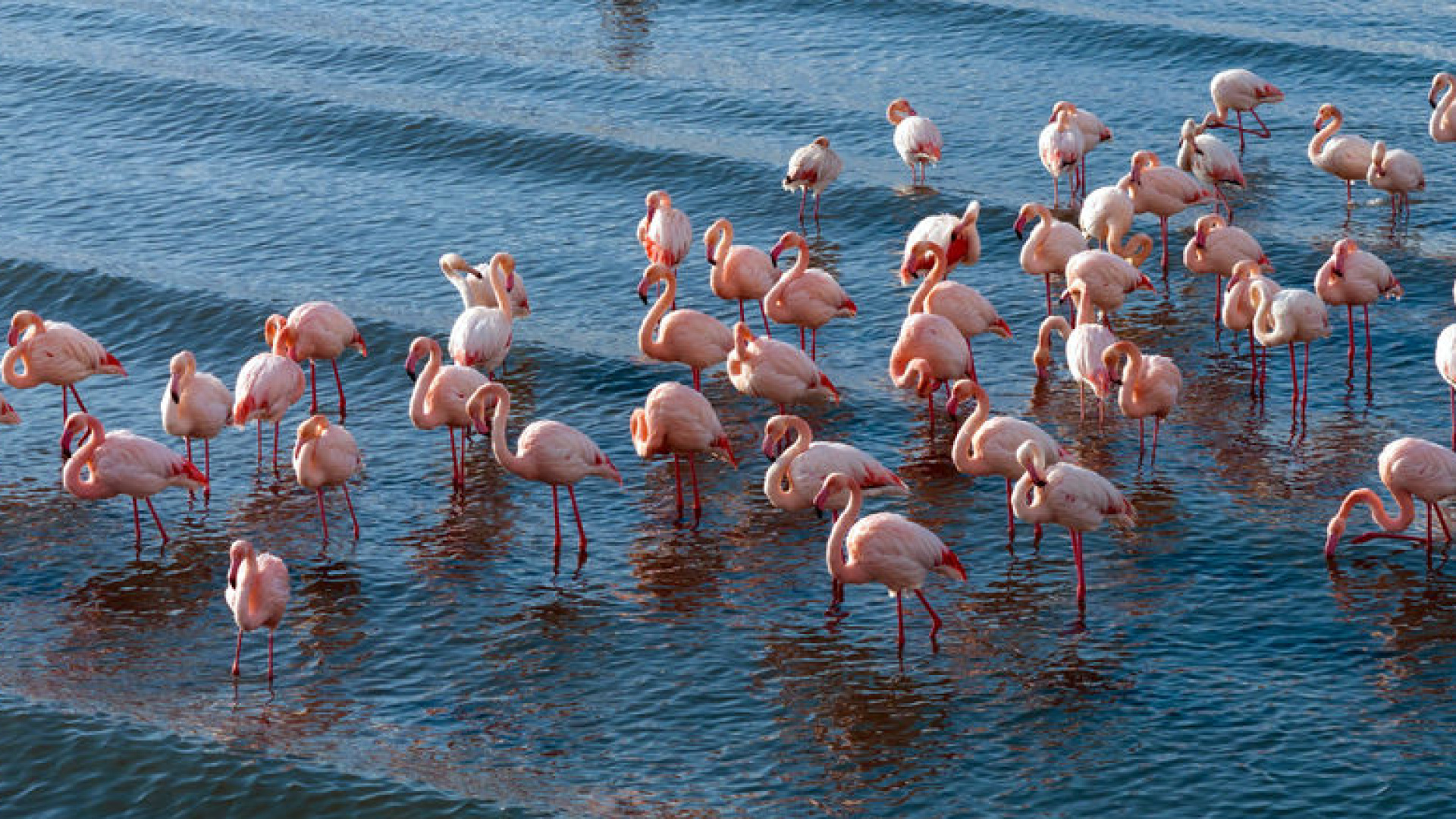 Flamingolar soğuk havaya rağmen göç etmedi