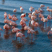 Soğuk havaya rağmen göç etmediler