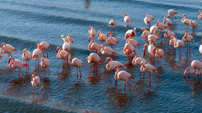 Soğuk havaya rağmen göç etmediler