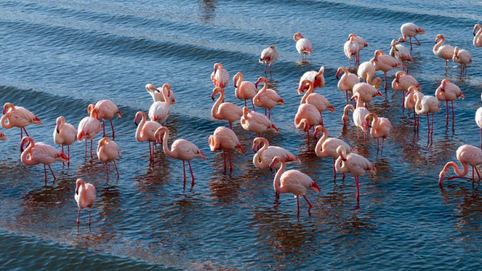 Soğuk havaya rağmen göç etmediler