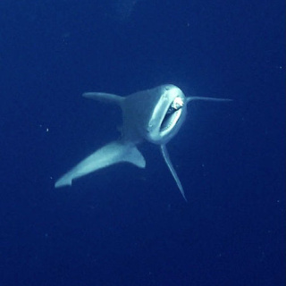 Dalgıçlar camgöz köpek balığını kurtardı