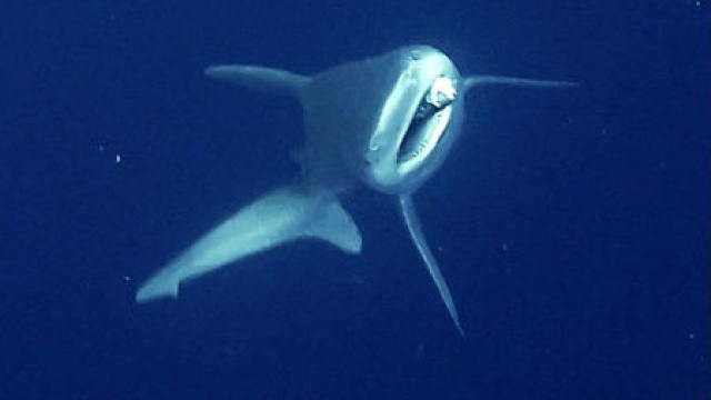 Dalgıçlar camgöz köpek balığını kurtardı