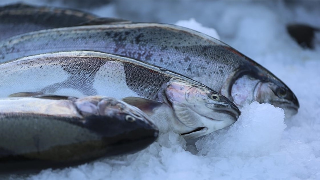 Türk somonu ihracatı 520 milyon doları aştı