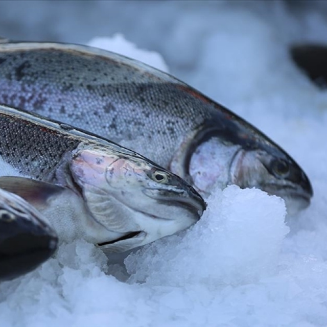 Türk somonu ihracatı 520 milyon doları aştı