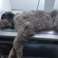 Köpeğin röntgeninden 400 saçma çıktı